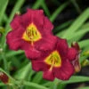 'Pardon Me' Daylily -Garden Plants Store 2bde50f6efa219fdf9d85df1211685b5