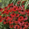 Sombrero® Salsa Red Coneflower -Garden Plants Store 2c05fba40c4433cebf4b9b19d71a852f