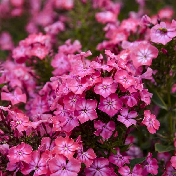 Luminary® 'Pink Lightning' Phlox 4 Luminary® 'Pink Lightning' Phlox - Image 2