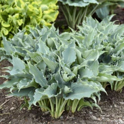 Shadowland® 'Waterslide' Hosta 13 Shadowland® 'Waterslide' Hosta -Garden Plants Store 2cd4c1b19f8358652dc0f5a422cfcb56