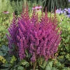 'Visions' Astilbe 1 'Visions' Astilbe -Garden Plants Store 2db35c60f806c1758f52a7d4546ab044