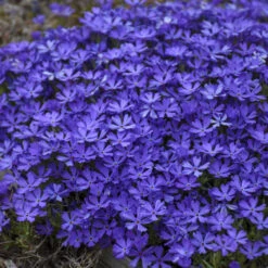 'Violet Pinwheels' Creeping Phlox -Garden Plants Store 2dbab699641a718b378d2e1c01eabb5f