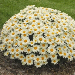 'Whoops-A-Daisy' Shasta Daisy 9 'Whoops-A-Daisy' Shasta Daisy -Garden Plants Store 316b0418603545106797c3e91bf9b14a