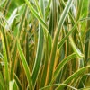 EverColor® 'Everglow' Sedge -Garden Plants Store 3578 2 07664.1561654536