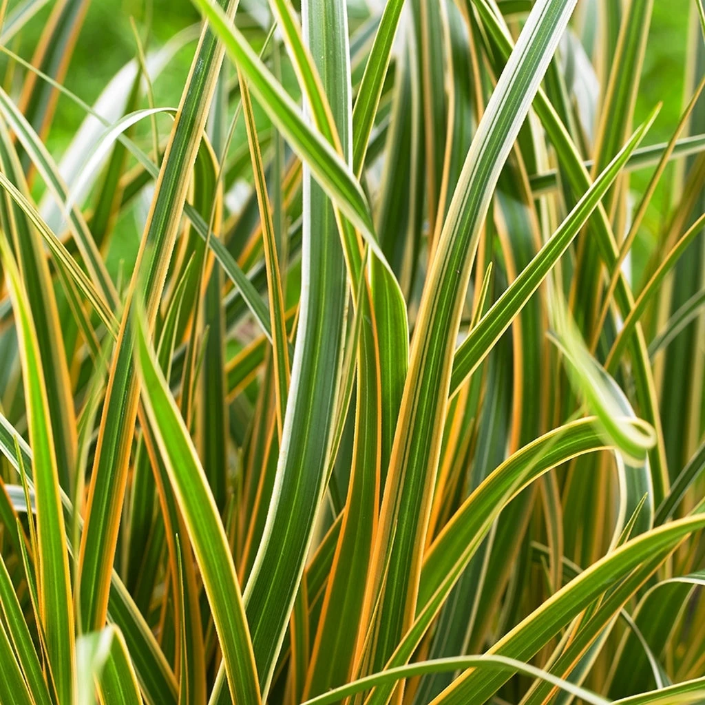 EverColor® 'Everglow' Sedge 3 EverColor® 'Everglow' Sedge