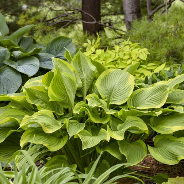 Shadowland® 'Lone Star' Hosta 3 Shadowland® 'Lone Star' Hosta