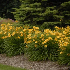 'Stella D'Oro' Daylily -Garden Plants Store 37ae3eea711d0f443a1babfca33142e3