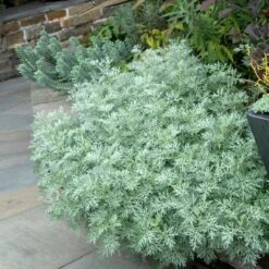 'Powis Castle' Wormwood -Garden Plants Store 381 1453 popup