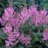 Dwarf Chinese Astilbe 1 Dwarf Chinese Astilbe -Garden Plants Store 383 1192 popup sw
