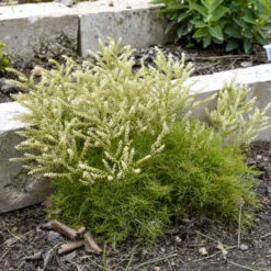 'Fairy Hair' Goatsbeard -Garden Plants Store 3843e0be22ede29c121287fd613c0698