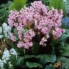 'Winterglut' Pigsqueak 2 'Winterglut' Pigsqueak -Garden Plants Store 384 1167 popup