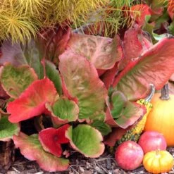 'Winterglut' Pigsqueak -Garden Plants Store 384 1169 popup