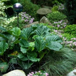 'Winterglut' Pigsqueak -Garden Plants Store 384 1170 popup