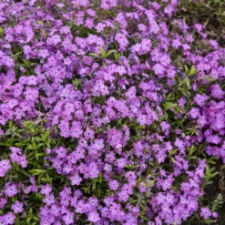 'Rose Sprite' Hybrid Spring Phlox -Garden Plants Store 39b557cd0d5b705709365772c97fa006