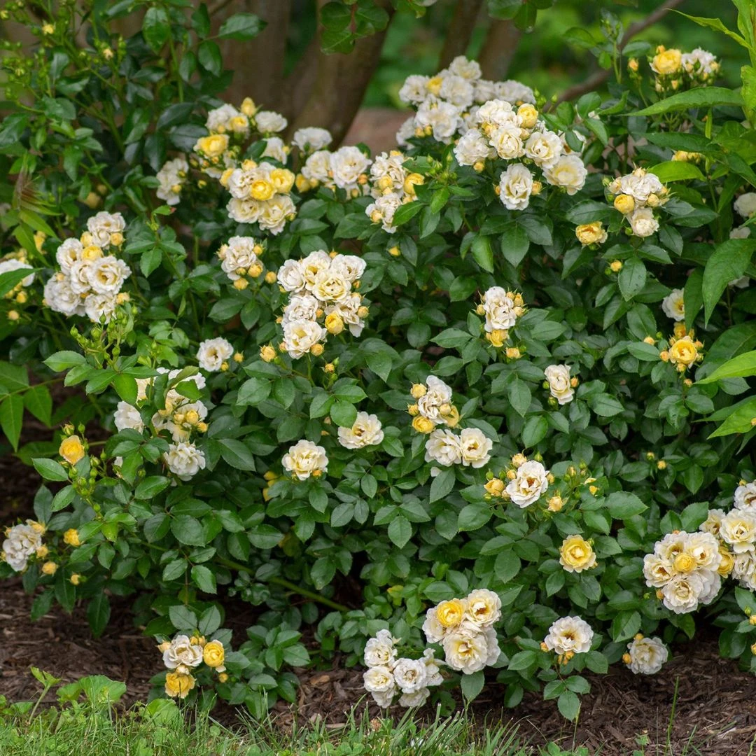 Popcorn Drift® Rose 5 Popcorn Drift® Rose - Image 3