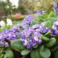 Bouquet Perfect™ 'Blue Ripples' Primrose 8 Bouquet Perfect™ 'Blue Ripples' Primrose -Garden Plants Store 3bd109c86d5e63603cf1d610cc29272b