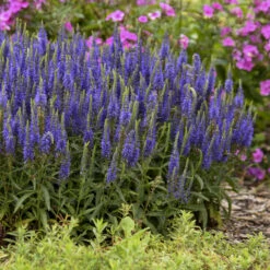 Magic Show® 'Wizard Of Ahhs' Spike Speedwell -Garden Plants Store 3d119fef4f97c8393c3b49baba2dc318