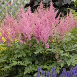 Pink Astilbe 5 Pink Astilbe -Garden Plants Store 3dbb95aac679a65db81309083b09756e