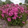 Luminary® 'Pink Lightning' Phlox -Garden Plants Store 3e2614674f78f6d114d1f8153011fcaf