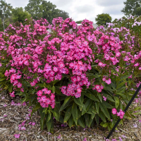 Luminary® 'Pink Lightning' Phlox 3 Luminary® 'Pink Lightning' Phlox