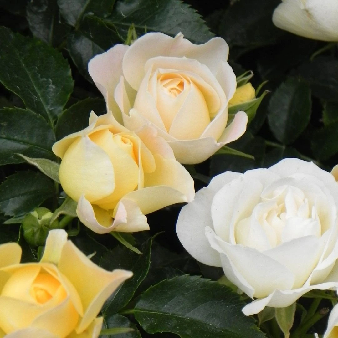 Popcorn Drift® Rose 6 Popcorn Drift® Rose - Image 4