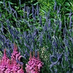 'Grosso' Lavender -Garden Plants Store 410 1184 popup sw