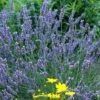 'Grosso' Lavender 1 'Grosso' Lavender -Garden Plants Store 410 1185 popup sw