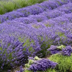 'Grosso' Lavender -Garden Plants Store 410 1757 popup sw
