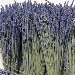 'Grosso' Lavender -Garden Plants Store 410 1759 popup sw