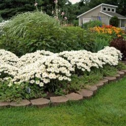 'Whoops-A-Daisy' Shasta Daisy 10 'Whoops-A-Daisy' Shasta Daisy -Garden Plants Store 411 1295 popup sw