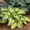 'My Fair Lady' Hosta 1 'My Fair Lady' Hosta -Garden Plants Store 41526c56ad3d8229db6d99b1e4b1a920