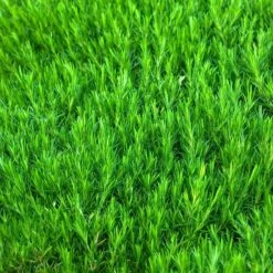 'Snowflake' Creeping Phlox -Garden Plants Store 417 1315 popup sw