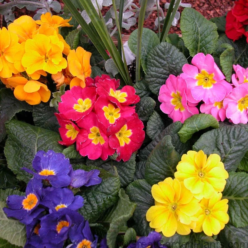 Crescendo® Mixed Primrose 3 Crescendo® Mixed Primrose