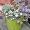 Cobweb Hens & Chicks -Garden Plants Store 427 1856 popup sw