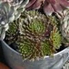 'Jeanne D'Arc' Hens & Chicks -Garden Plants Store 429 1888 popup