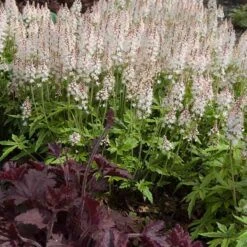'Sugar & Spice' Foamflower 10 'Sugar & Spice' Foamflower -Garden Plants Store 42 1475 popup