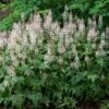 'Sugar & Spice' Foamflower 1 'Sugar & Spice' Foamflower -Garden Plants Store 42 1477 popup