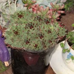Mrs. Giuseppi Hens & Chicks -Garden Plants Store 432 1610 popup