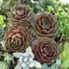 'Rocknoll Rosette' Hens & Chicks -Garden Plants Store 435 1599 popup