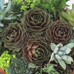 'Rocknoll Rosette' Hens & Chicks -Garden Plants Store 435 1600 popup