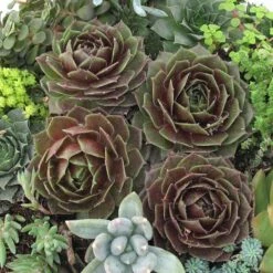 'Rocknoll Rosette' Hens & Chicks -Garden Plants Store 435 1601 popup