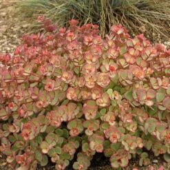 October Daphne Stonecrop -Garden Plants Store 441 1375 popup sw