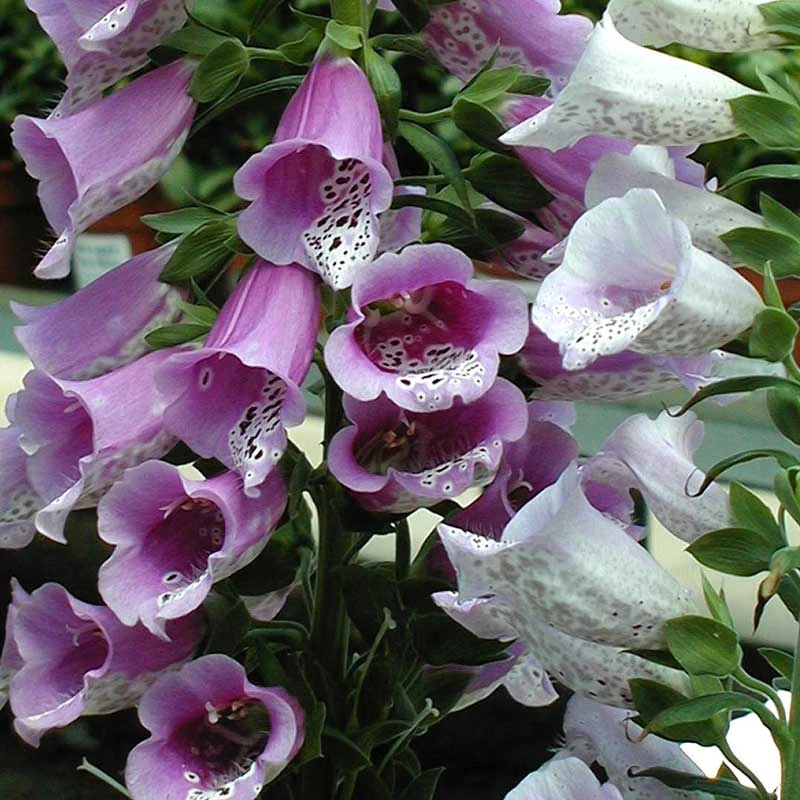 'Giant Shirley' Foxglove 3 'Giant Shirley' Foxglove