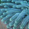 Donkey Tail -Garden Plants Store 447 1208 popup