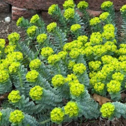 Donkey Tail -Garden Plants Store 447 1209 popup