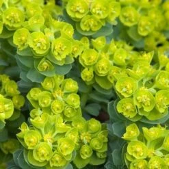 Donkey Tail -Garden Plants Store 447 1210 popup
