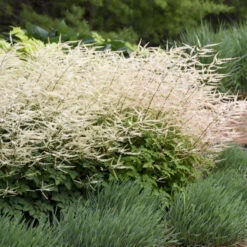 'Chantilly Lace' Goatsbeard -Garden Plants Store 44c3d4bfbc4f2e9f3fc10f8c8e848035