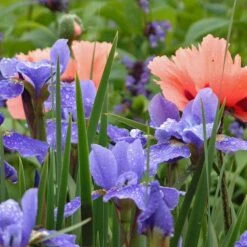 'Silver Edge' Siberian Iris 9 'Silver Edge' Siberian Iris -Garden Plants Store 457 2257 popup