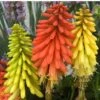 'Flamenco' Red Hot Poker 1 'Flamenco' Red Hot Poker -Garden Plants Store 458 1289 popup sw