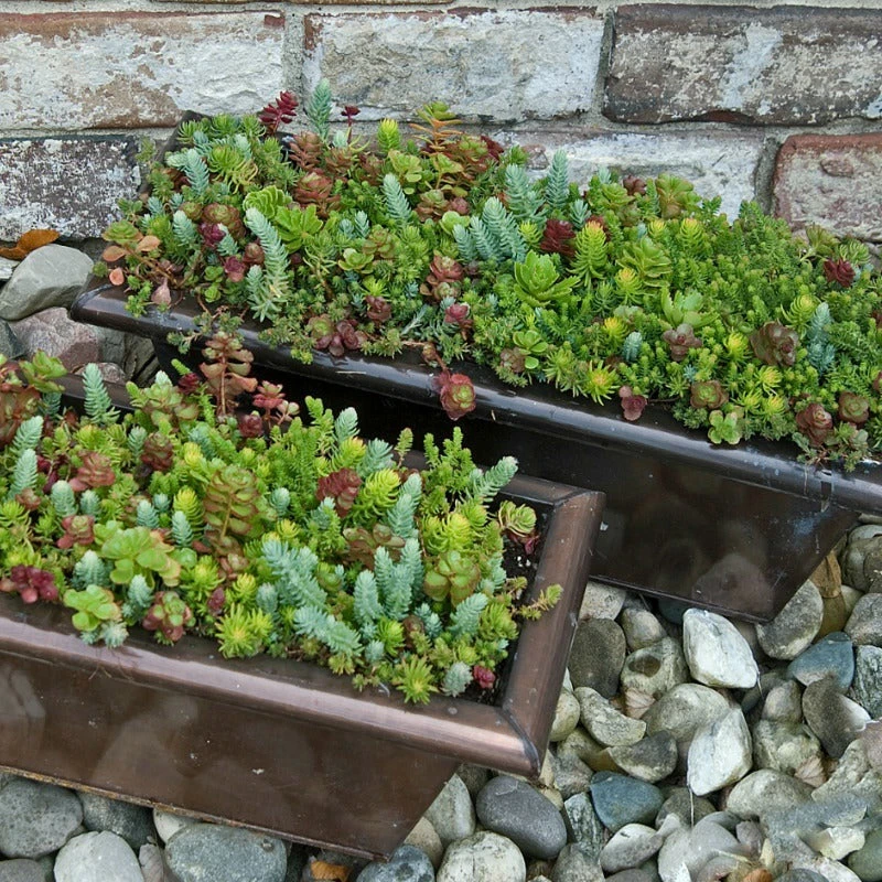 SedumSod® Mini Mats 4 SedumSod® Mini Mats - Image 2